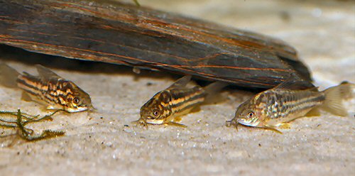 Gastrodermus bilineatus = Female & 2 Males-female on right