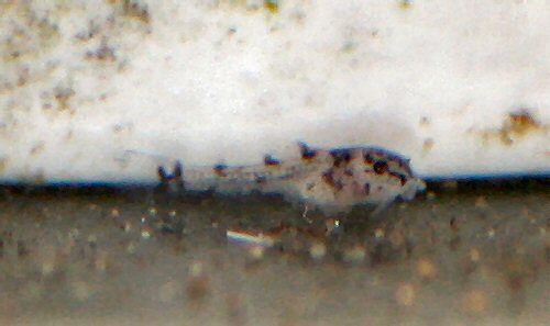 Gastrodermus bilineatus = 11 days old