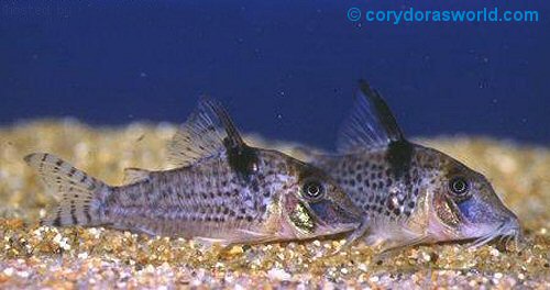 Corydoras blochi = Pair, female on right