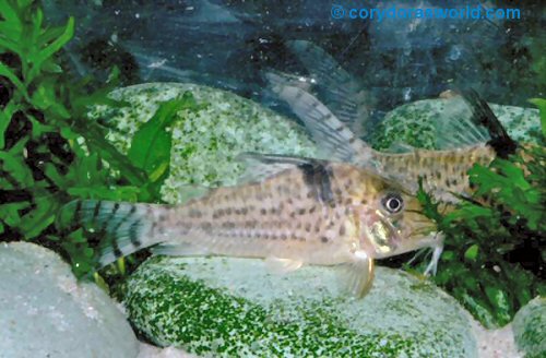 Corydoras blochi