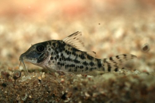 Corydoras blochi