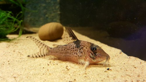 Corydoras blochi 