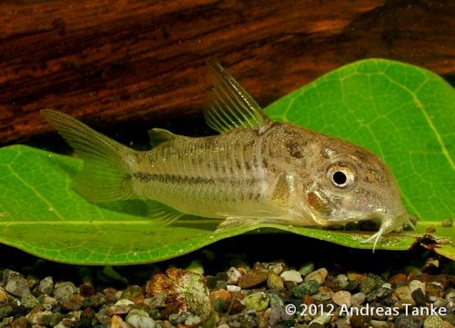 Hoplisoma bondi