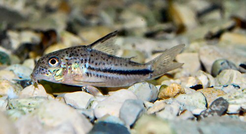 Hoplisoma bondi