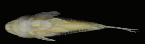 Brochis brittoi = holotype-ventral view