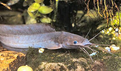 Clarias buettikoferi 