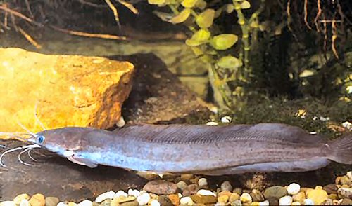 Clarias buettikoferi 