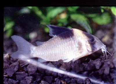 Corydoras burgessi