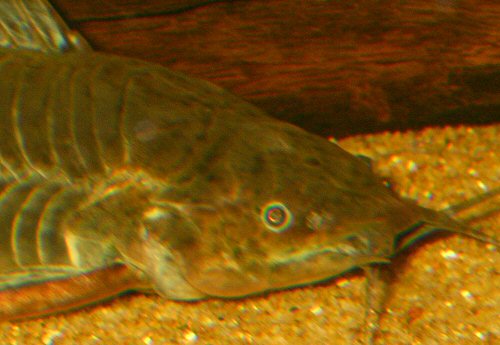 Callichthys callichthys 