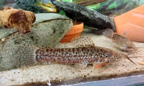 Callichthys callichthys = Captured Madre De Dios drainage Peru April 2017. Male to front female to rear. (July 2018 image)