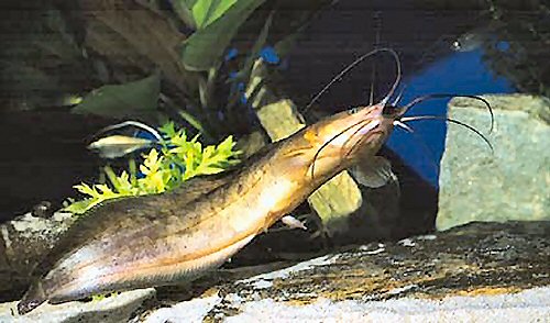 Clarias camerunensis 