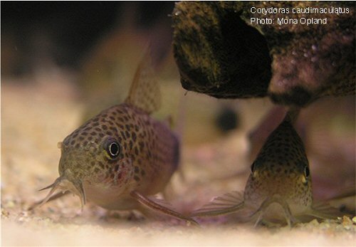 Hoplisoma caudimaculatum = head view