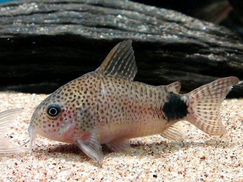 Hoplisoma caudimaculatum