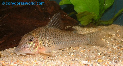 Corydoras cervinus