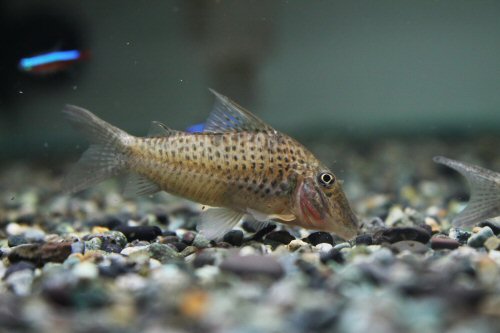 Corydoras cervinus