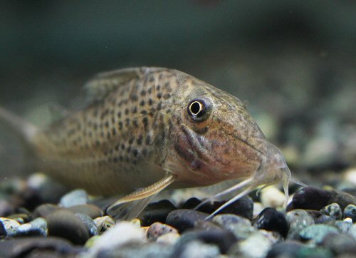 Corydoras cervinus = head view