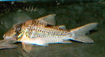 Corydoras sp (C028)