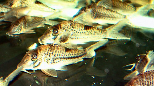 Corydoras sp (C028)