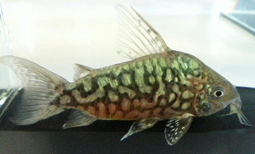 Brochis cf. pantanalensis = male