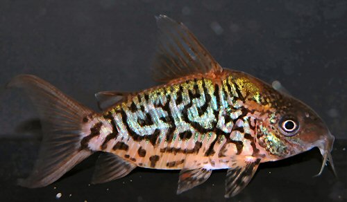 Brochis cf. pantanalensis = male