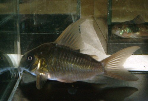 Corydoras concolor = Male with extended dorsal fin