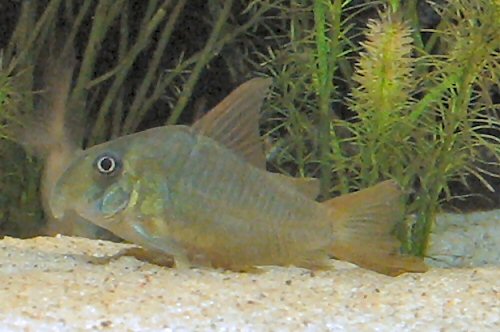 Hoplisoma concolor