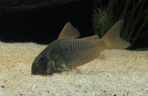 Hoplisoma concolor