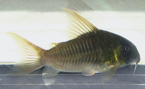 Hoplisoma concolor = male