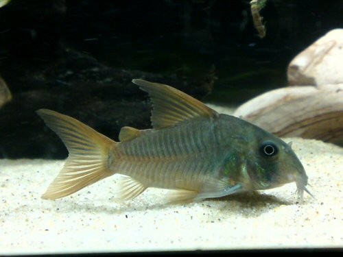 Hoplisoma concolor