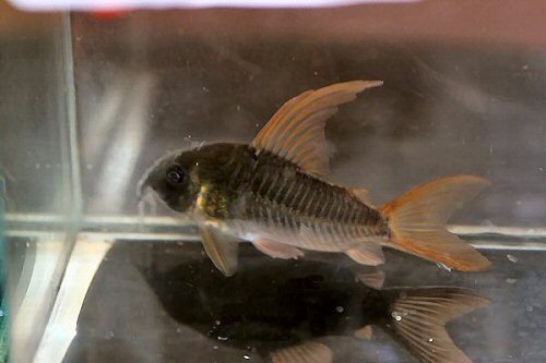 Hoplisoma concolor = Male with extended dorsal fin