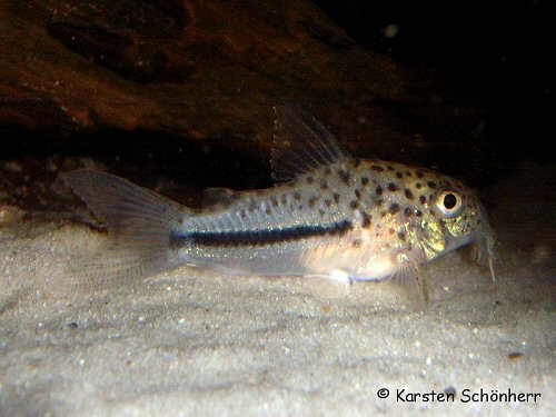 Hoplisoma coppenamense