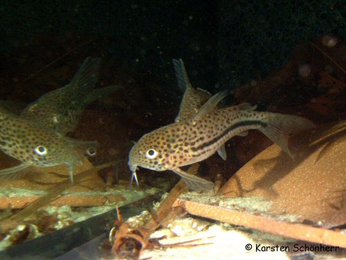 Hoplisoma coppenamense