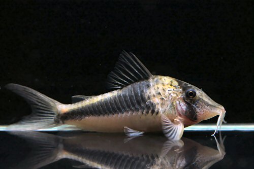 Corydoras coriatae