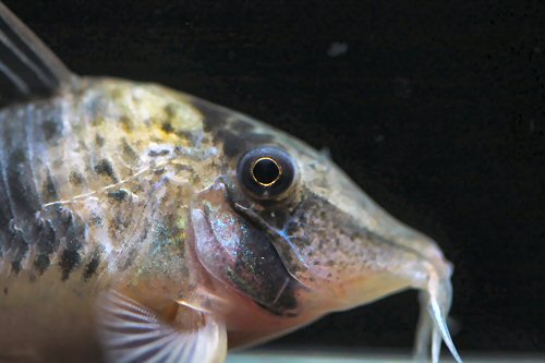 Corydoras coriatae = head view