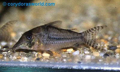 Corydoras cortesi