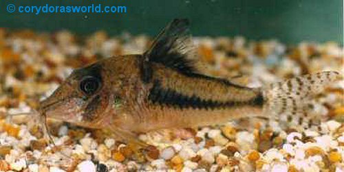 Corydoras cortesi