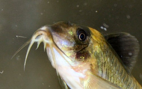 Brochis cryptica = close up of barbels and head