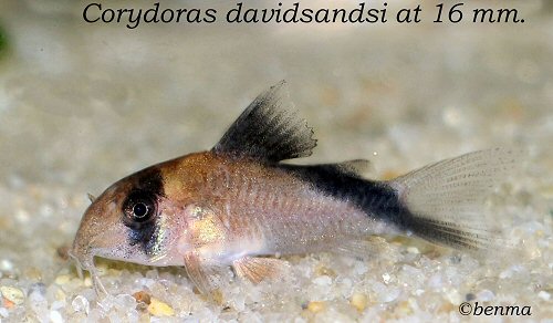 Hoplisoma davidsandsi = 16mm