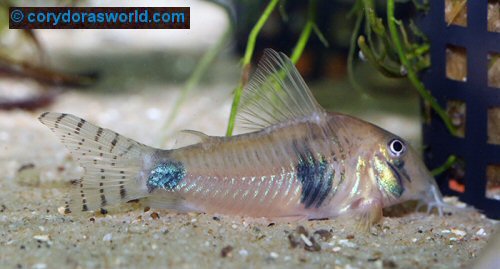 Corydoras desana = adult female