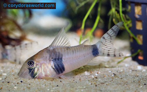 Corydoras desana = adult female