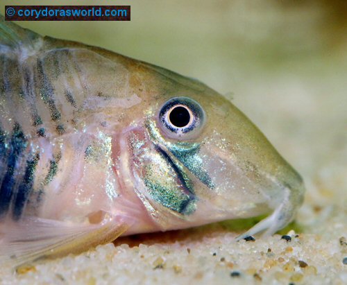 Corydoras desana = head view