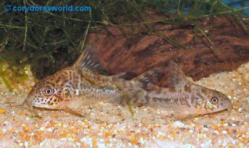 Hoplisoma diphyes = Pair - female on left