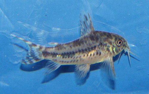 Corydoras diphyes = spawning