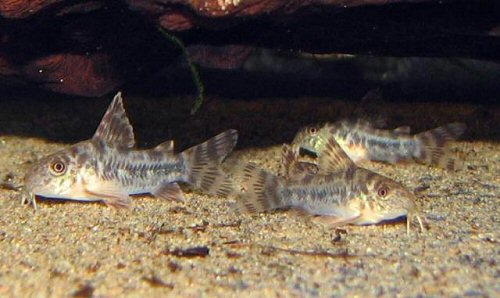 Hoplisoma diphyes = 2-3 months old