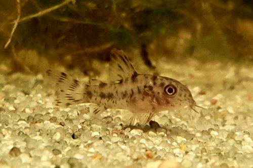 Hoplisoma diphyes = juvenile