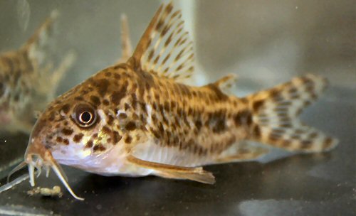 Corydoras diphyes