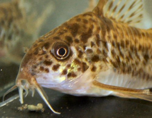 Corydoras diphyes = close up of head