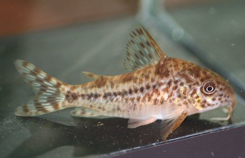 Hoplisoma diphyes