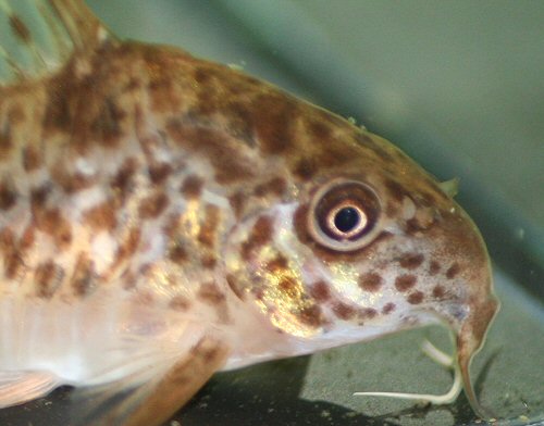 Hoplisoma diphyes - close up of head