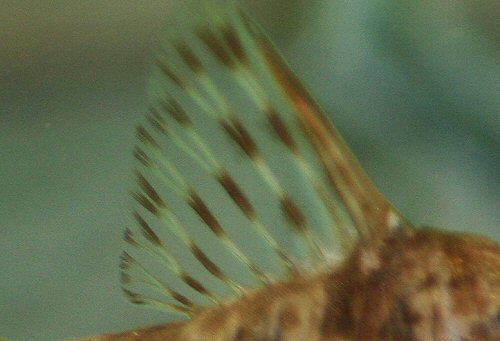 Hoplisoma diphyes - close up of Dorsal pattern